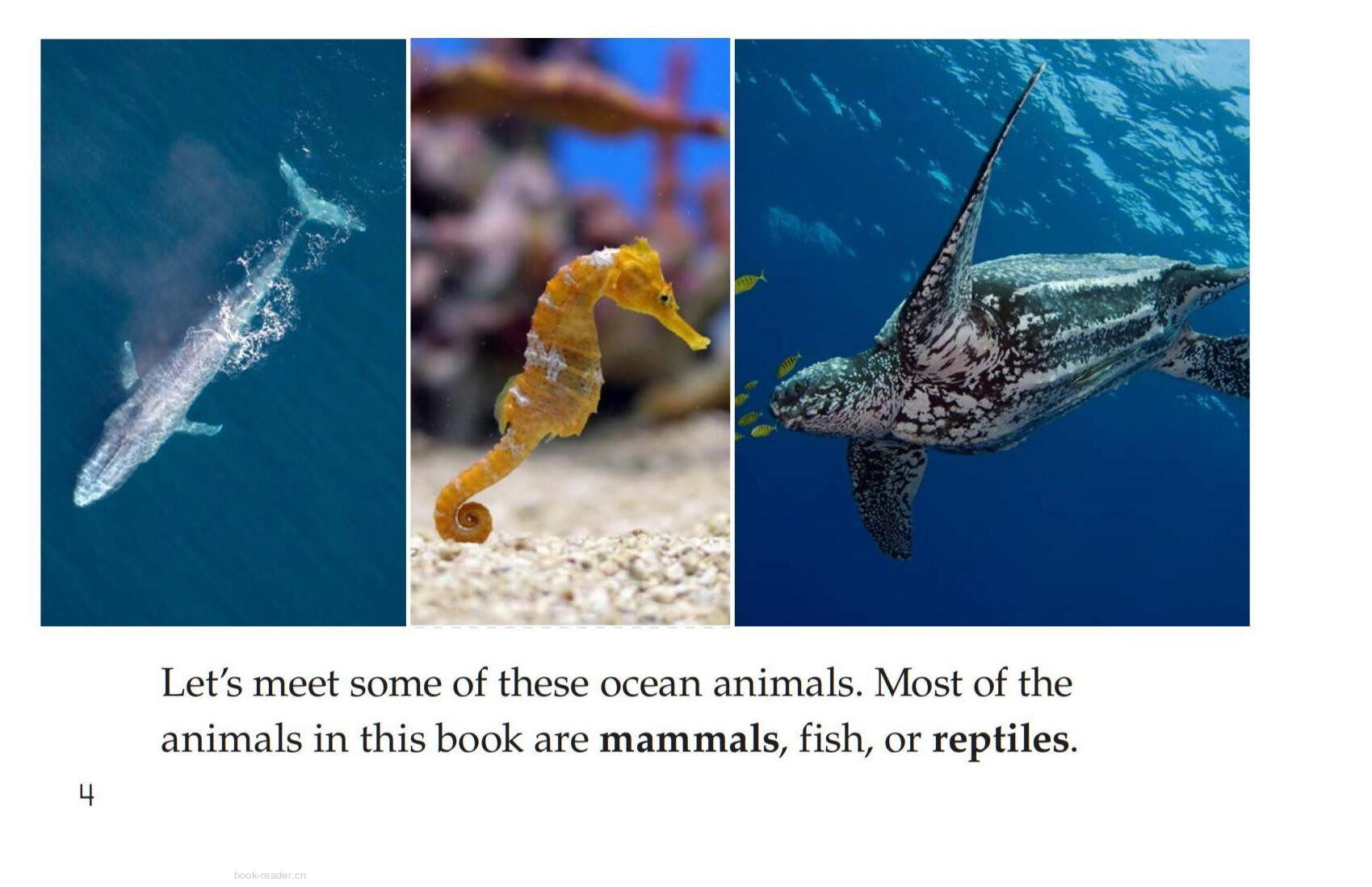 Ocean Animals绘本故事第4页