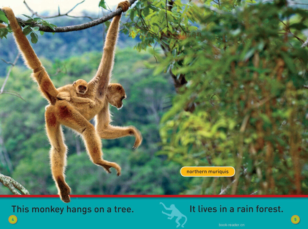 Hang On Monkey绘本故事第4页