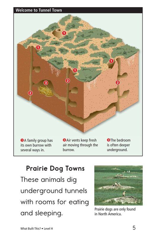What Built This绘本故事第4页