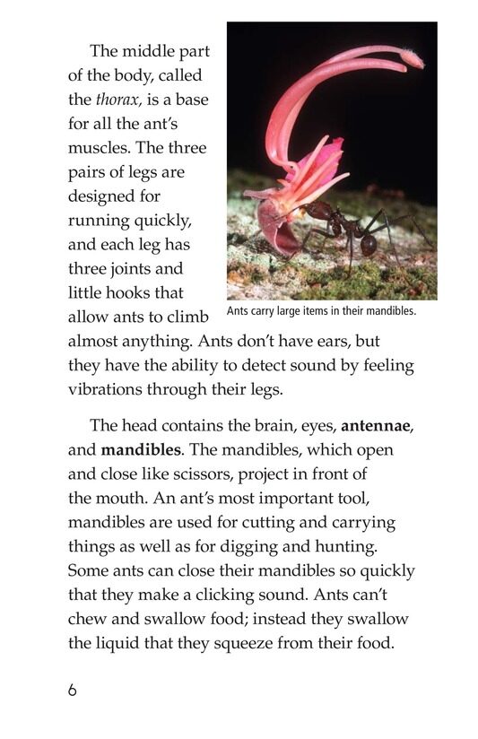 Awesome Ants绘本故事第5页