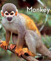 Monkey