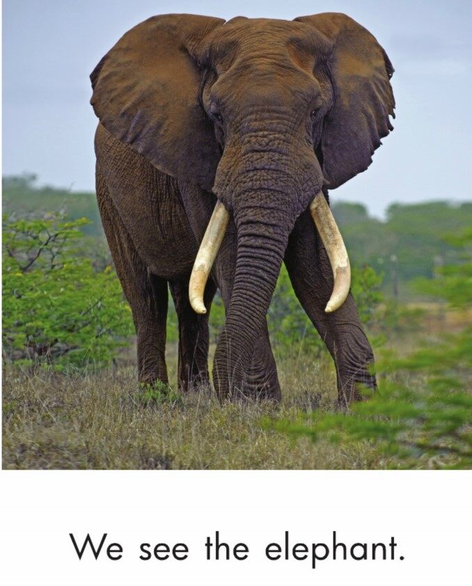 In the Grasslands绘本故事第5页