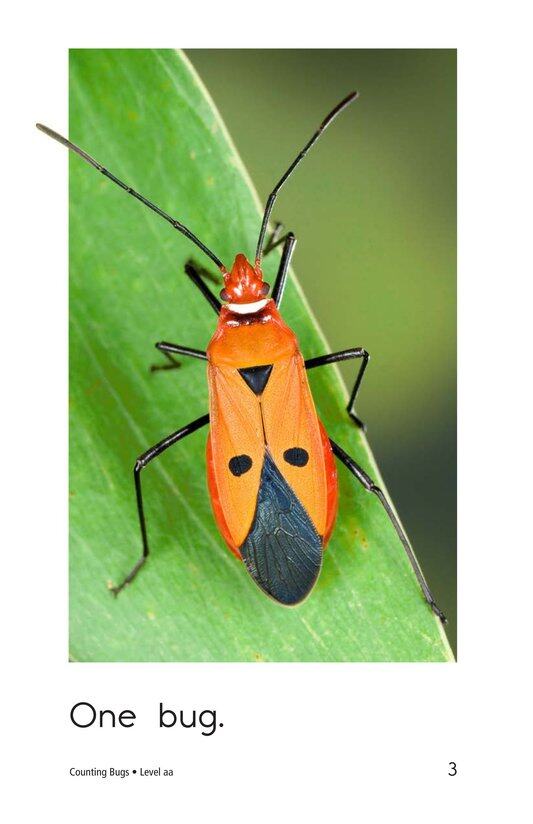 Counting Bugs绘本故事第3页