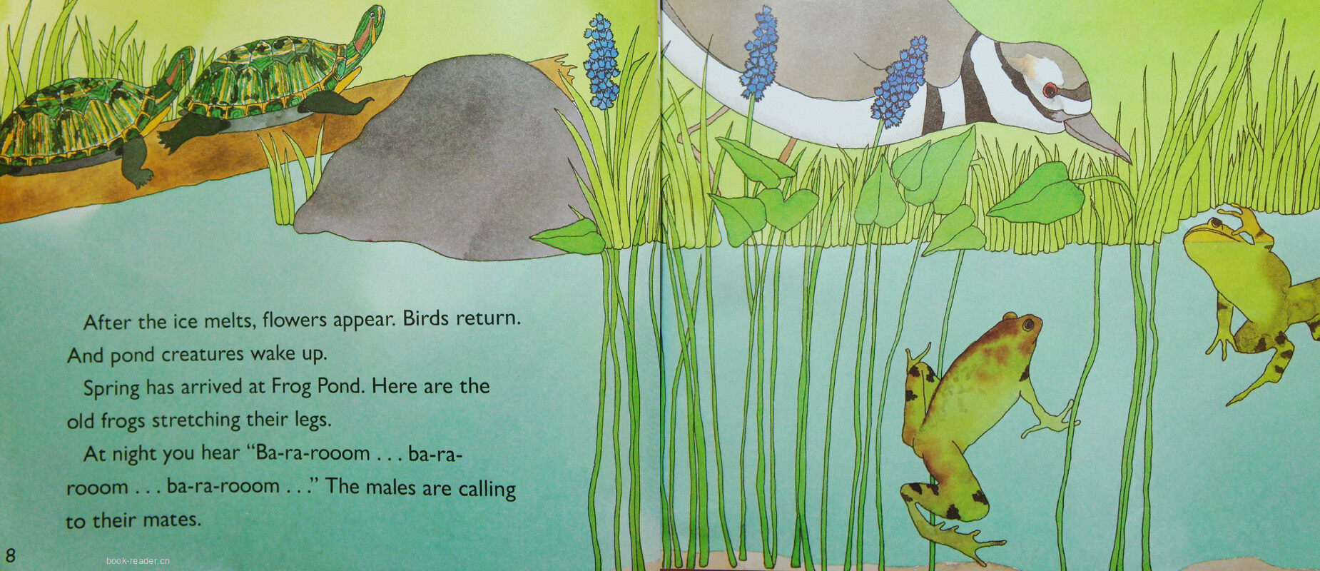 From Tadpole to FROG绘本故事第5页