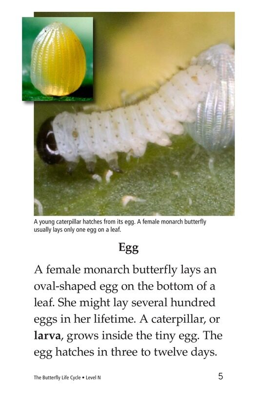 The Butterfly Life Cycle绘本故事第4页