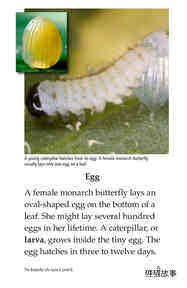 The Butterfly Life Cycle绘本故事第4页