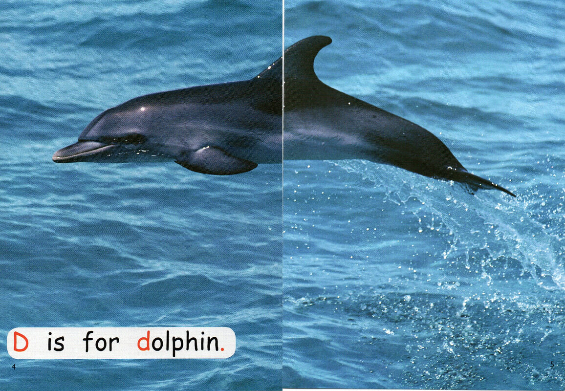 sea life绘本故事第4页