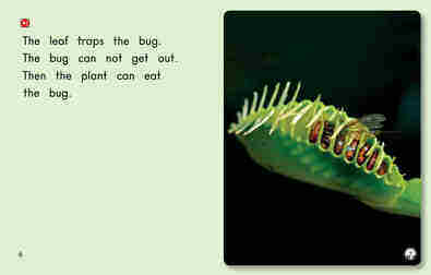 Plants That Eat Bugs绘本故事第5页