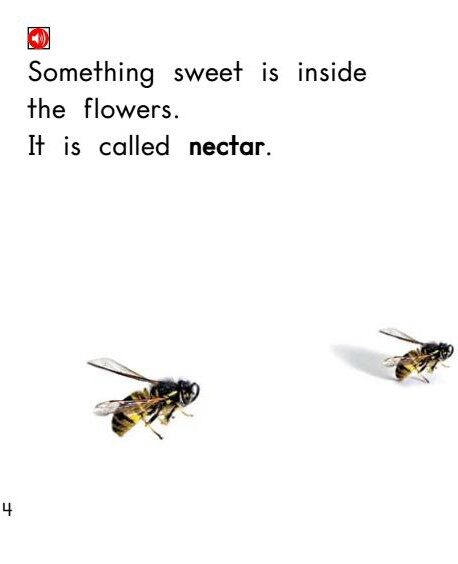 All About Honeybees绘本故事第5页