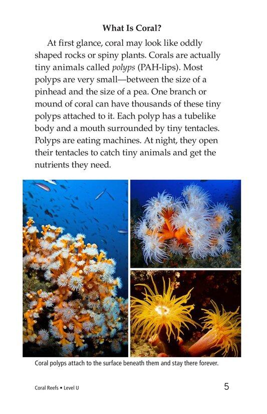 Coral Reefs绘本故事第4页