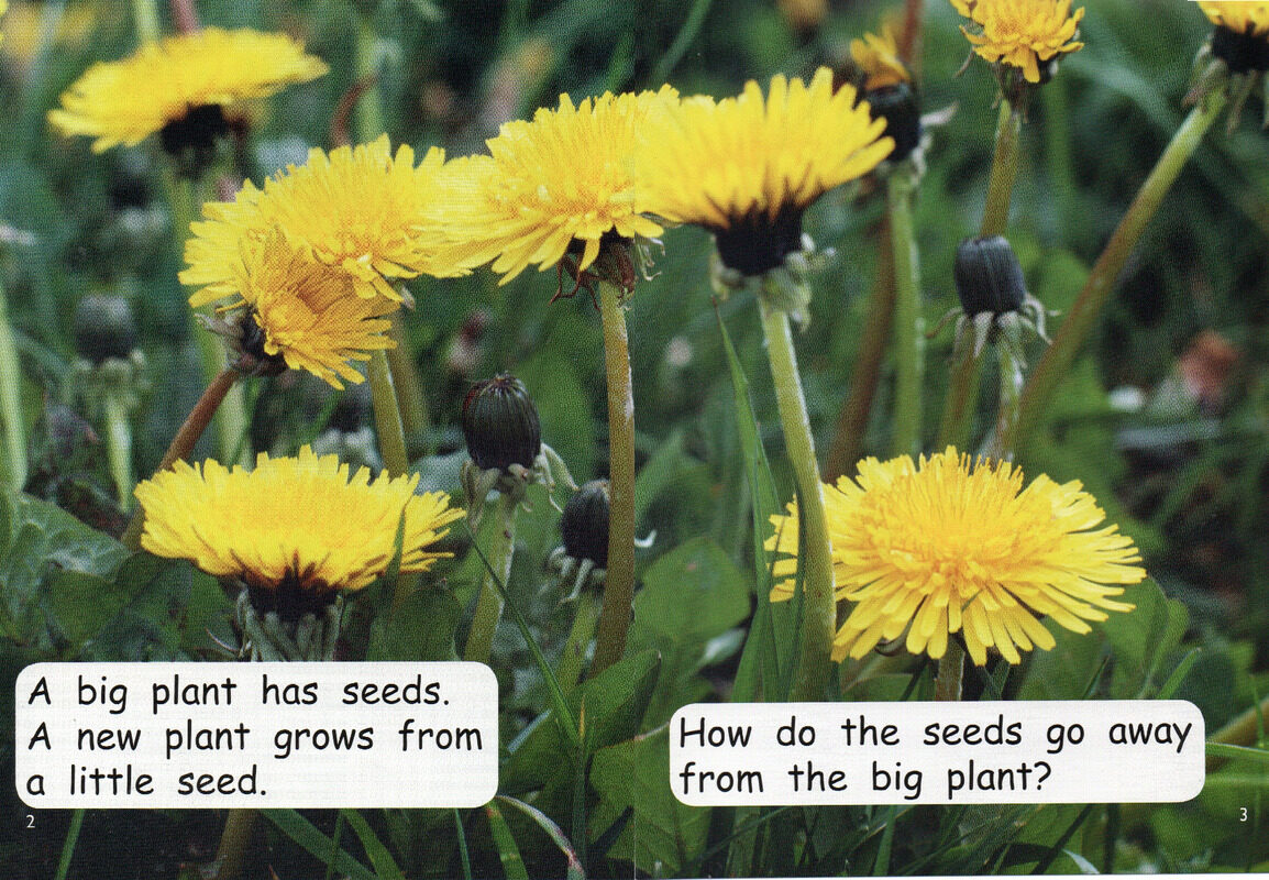 life cycle of a  plant绘本故事第3页