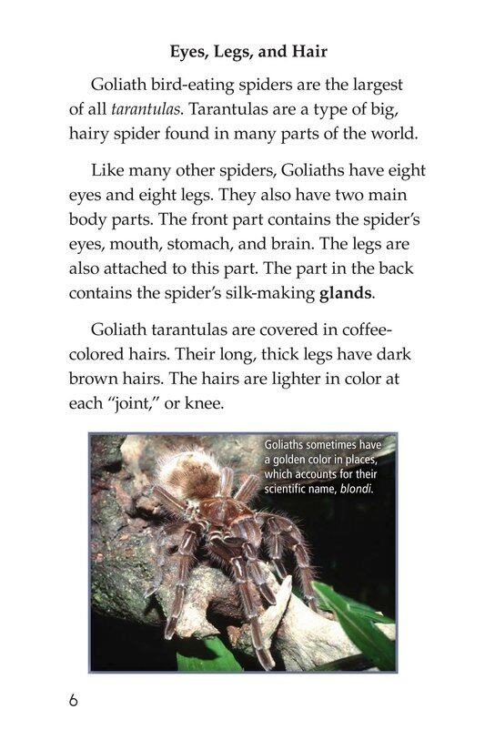 Goliath Bird Eating Spiders Giant Arachnids绘本故事第5页