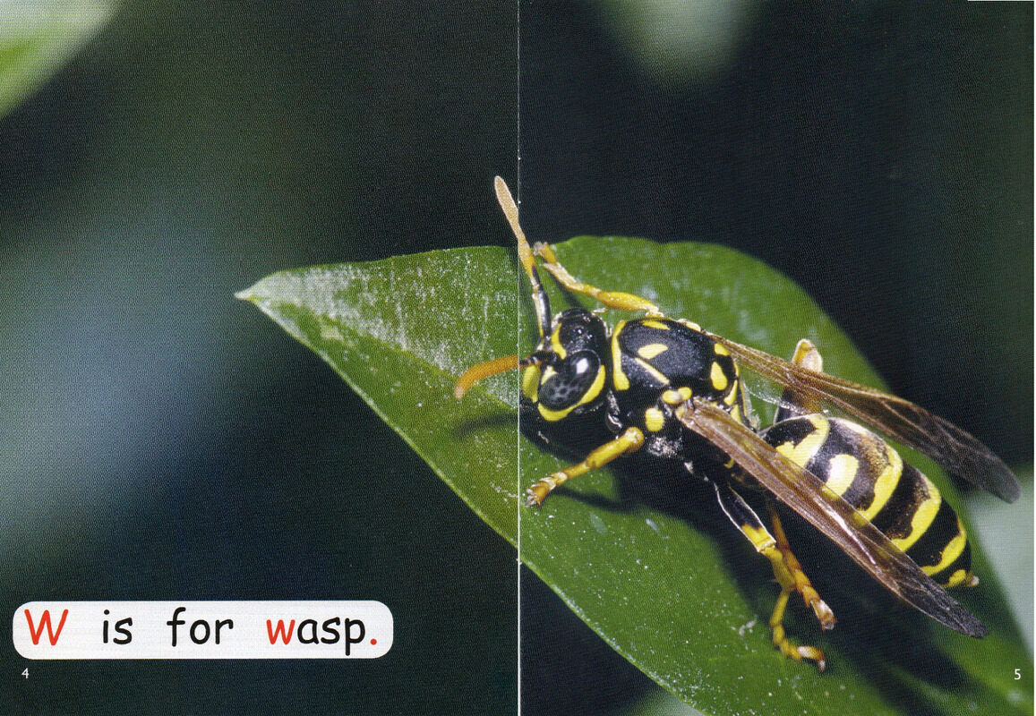 looking at bugs绘本故事第4页