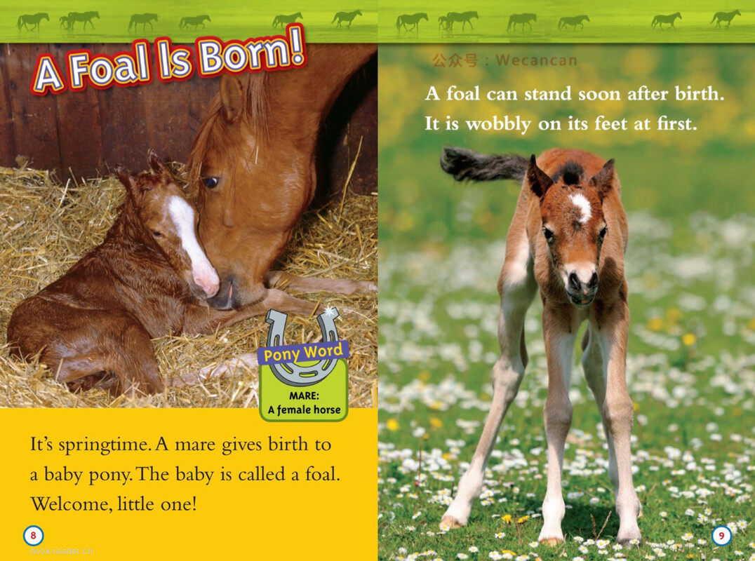 Ponies绘本故事第5页