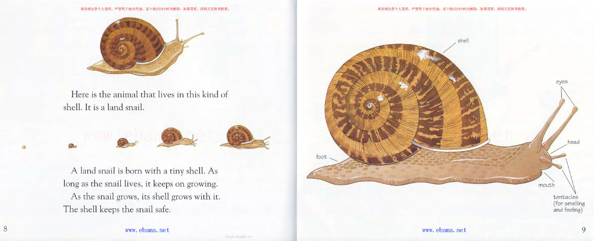 What Lives in a Shell绘本故事第5页