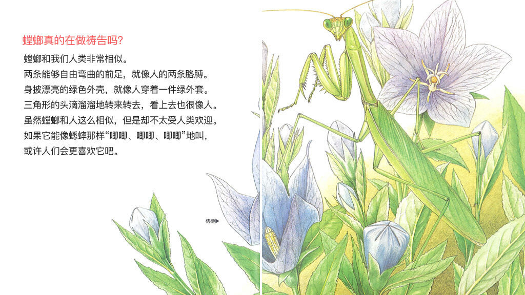 冷面剪刀手螳螂绘本故事第4页