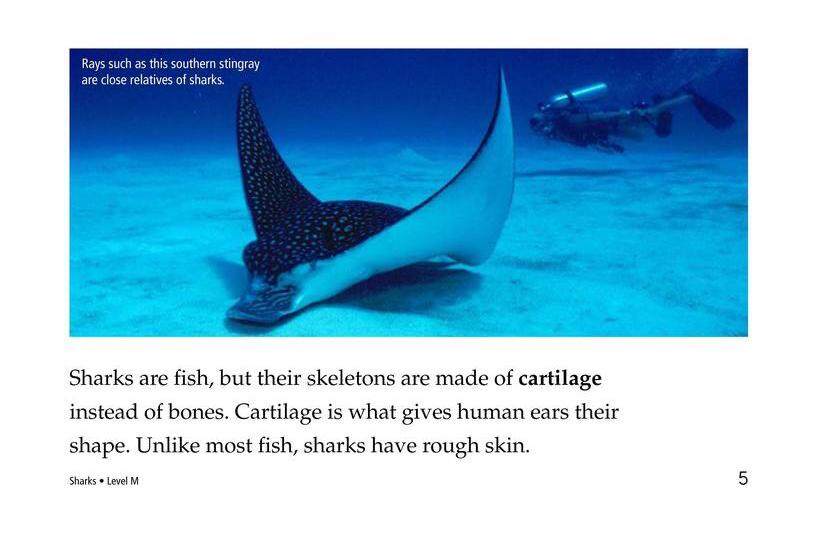 Sharks绘本故事第4页