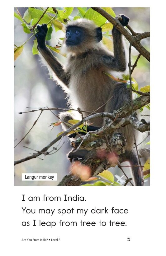 Are You From India绘本故事第5页