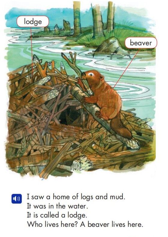 Who Lives Here绘本故事第4页