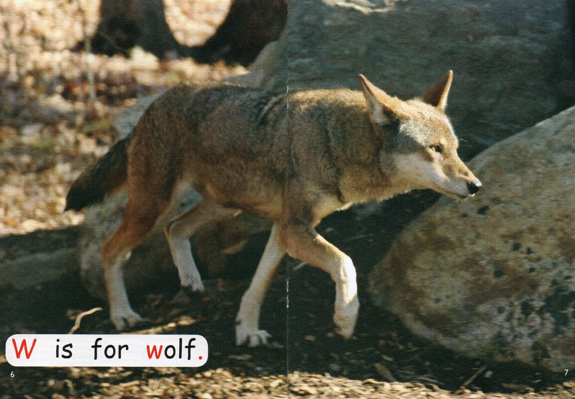 animals in danger绘本故事第5页