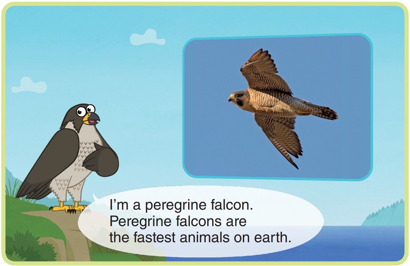 Peregrine Falcon绘本故事第3页