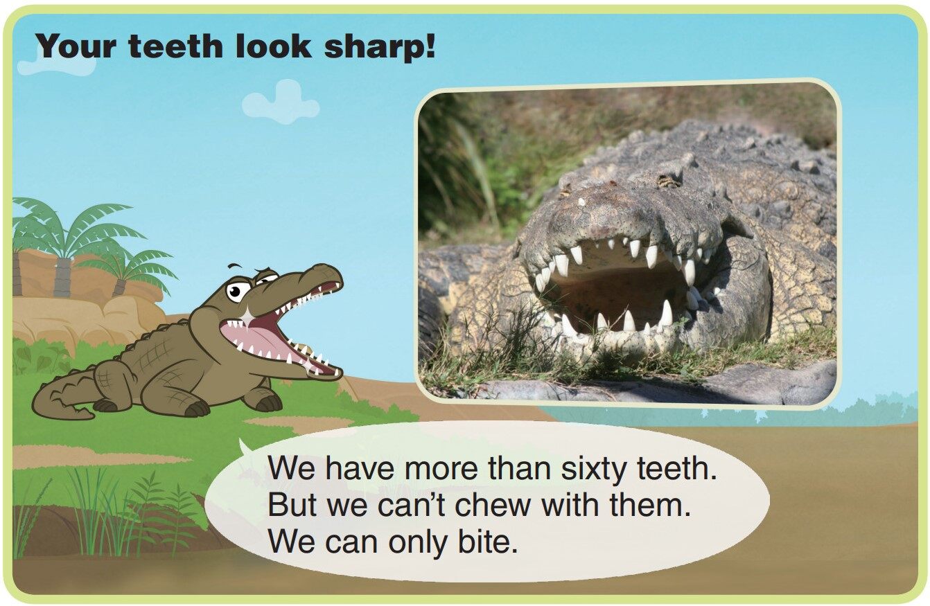 Nile Crocodile绘本故事第5页