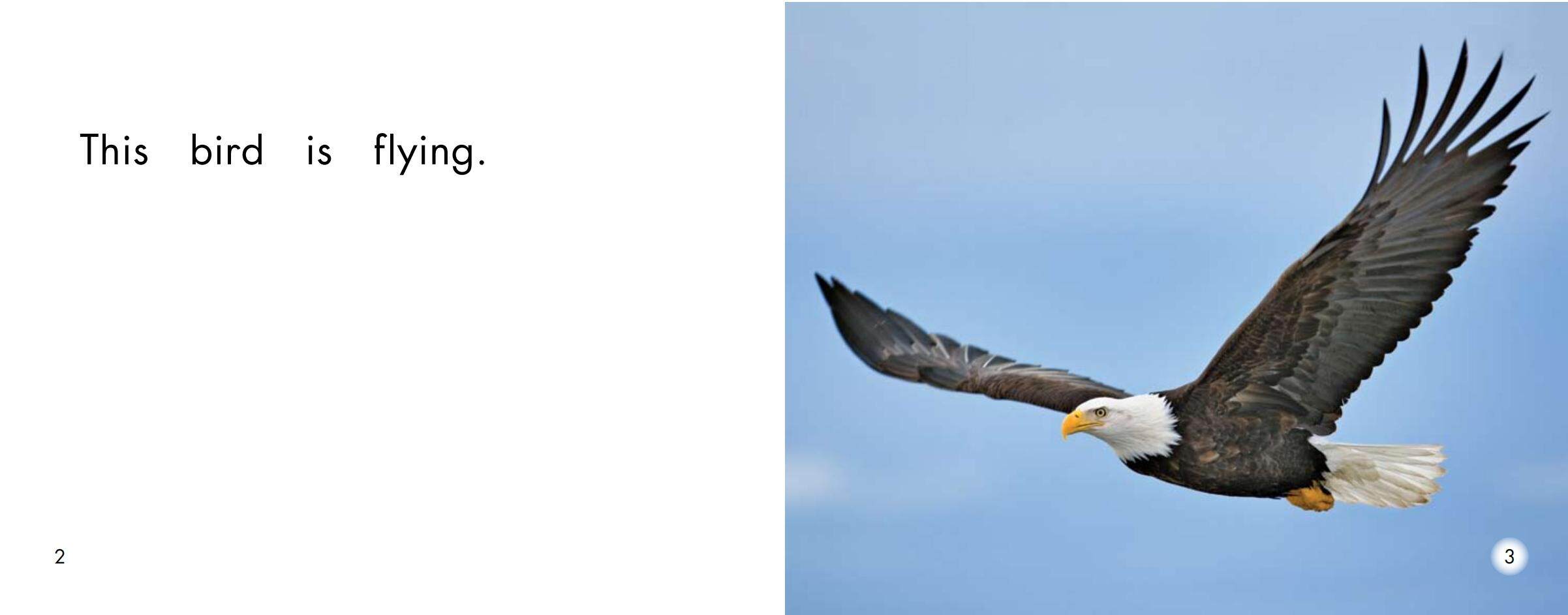 Birds绘本故事第2页