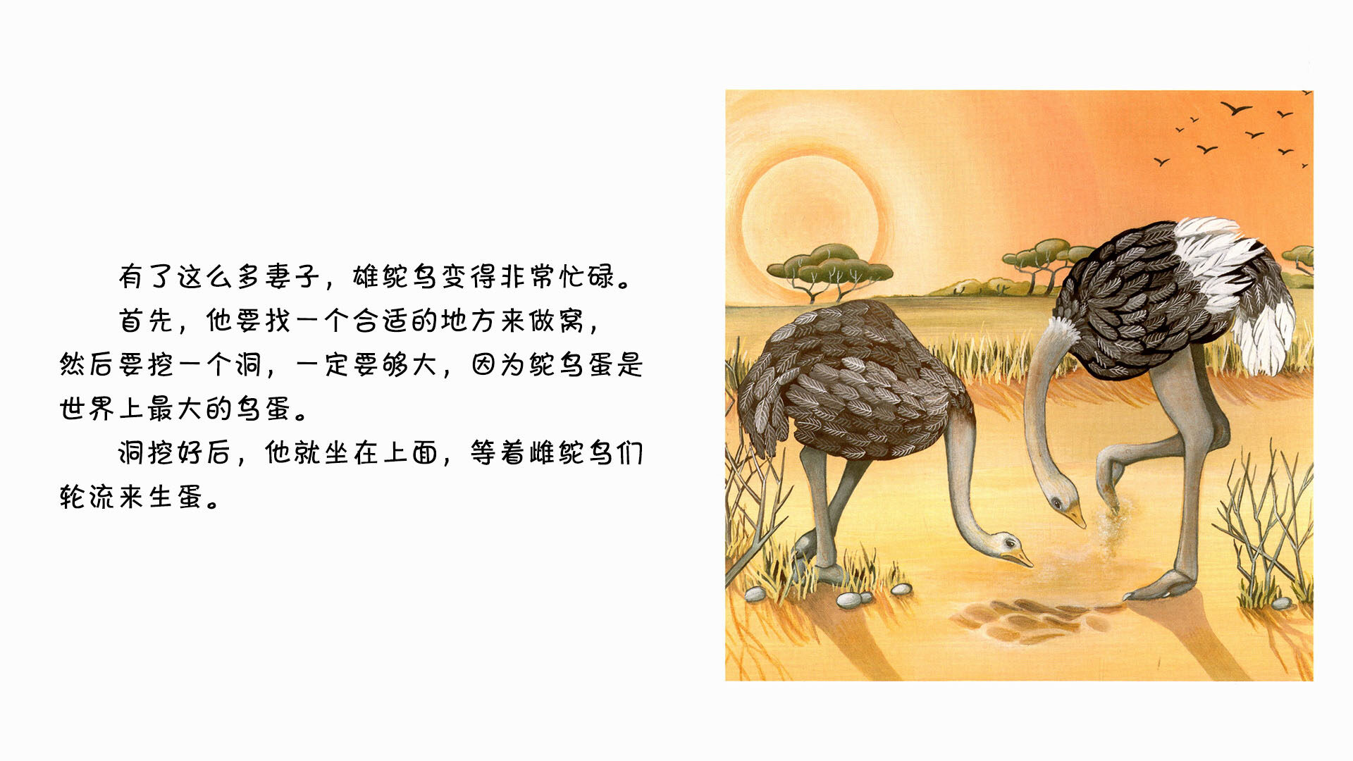 鸵鸟绘本故事第5页
