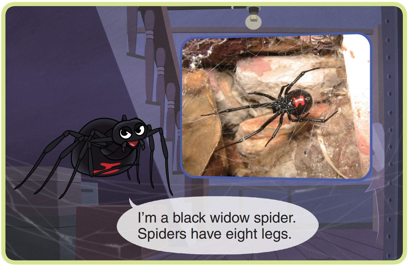 Black Widow Spider绘本故事第3页
