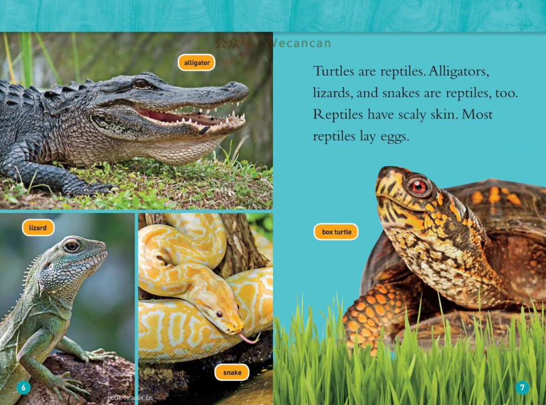 Turtles绘本故事第4页