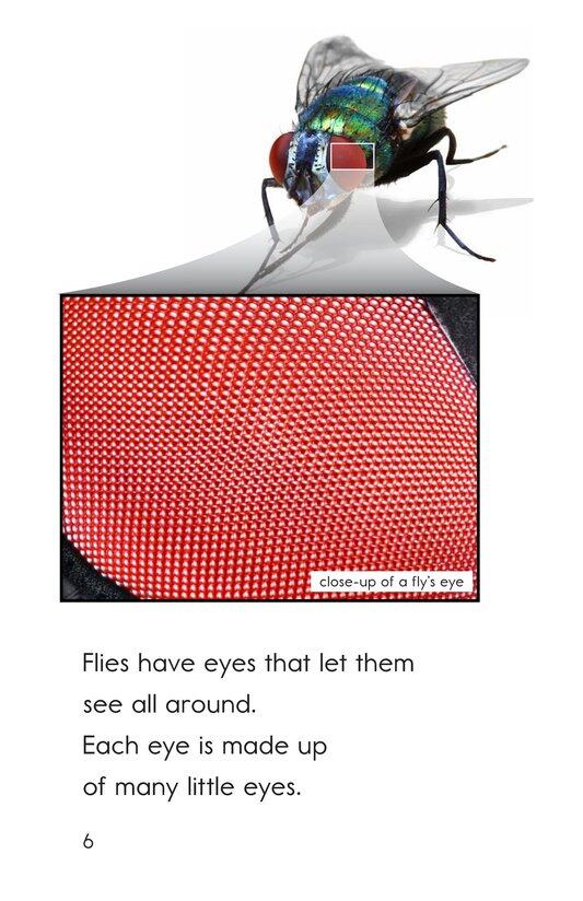 Flies绘本故事第5页