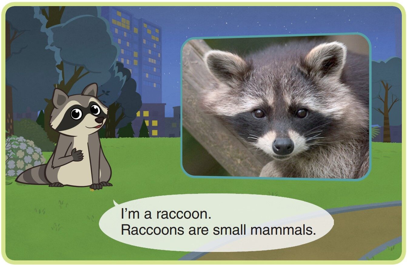 Raccoon绘本故事第3页
