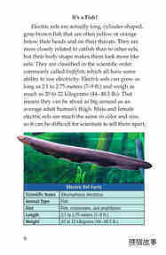 Electric Eels!绘本故事第5页