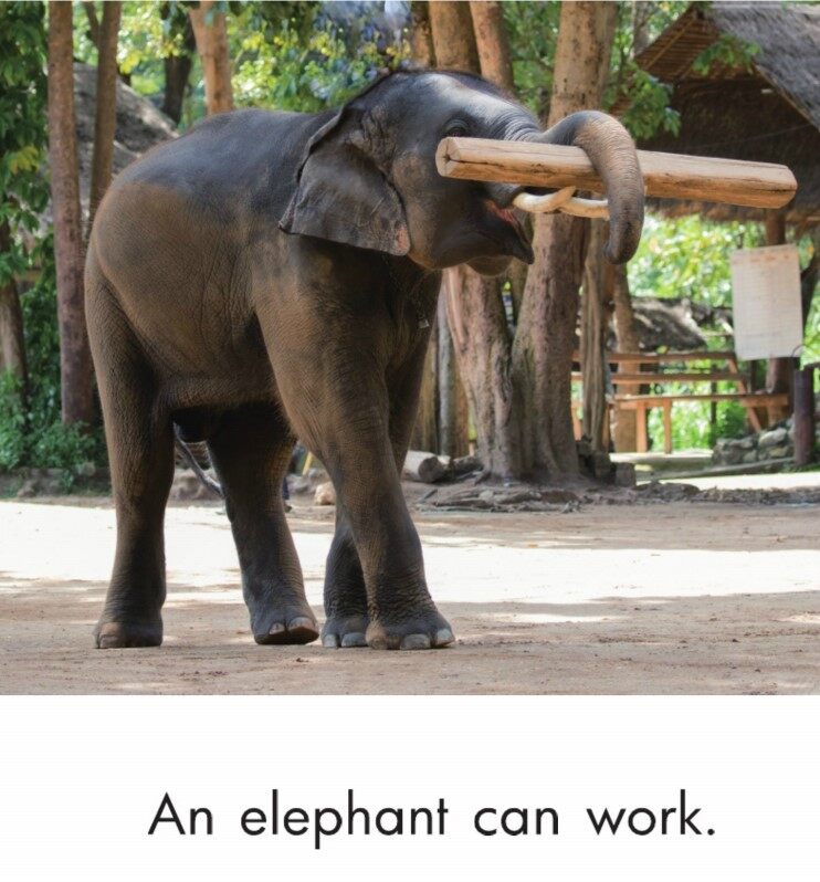 Animals Work and Play绘本故事第5页