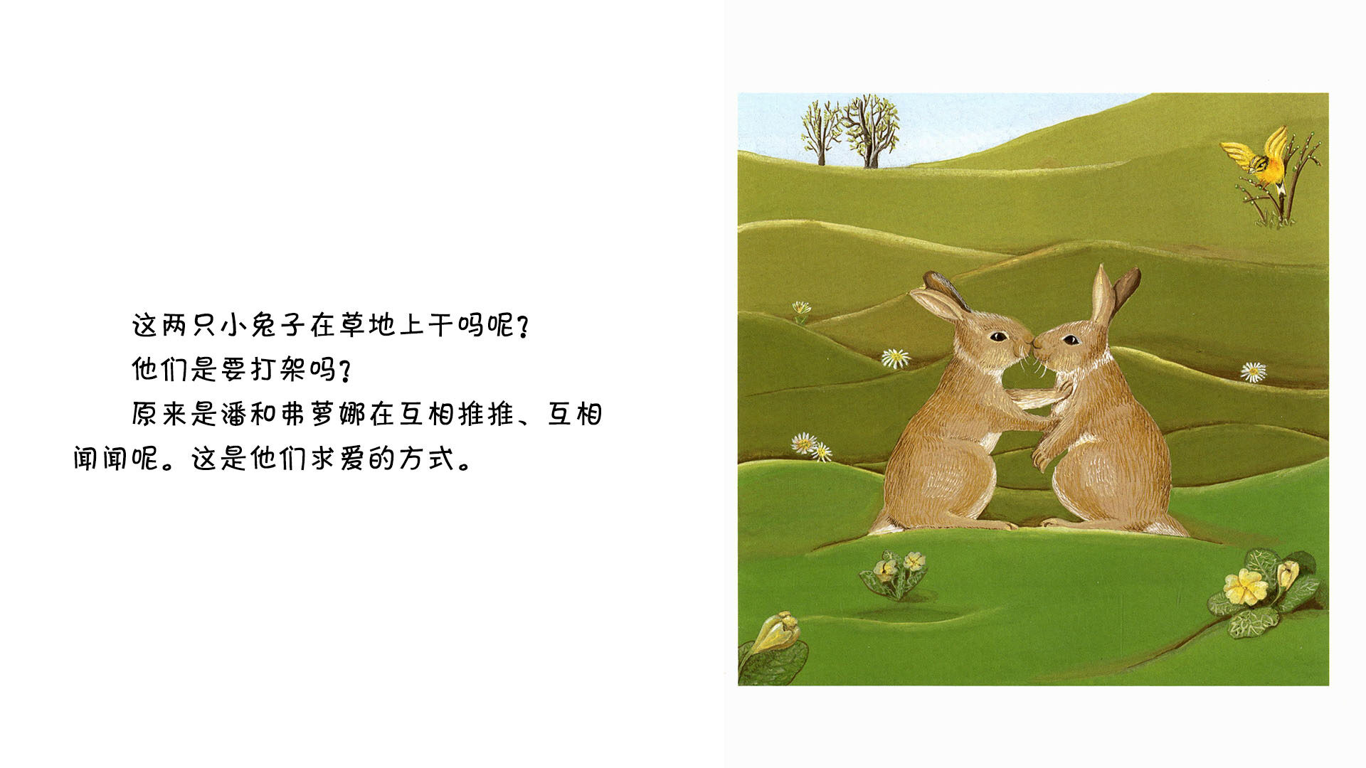 穴兔绘本故事第3页