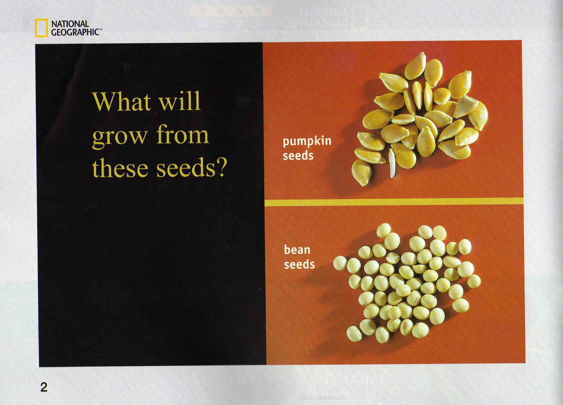 Seeds Grow into Plants绘本故事第3页