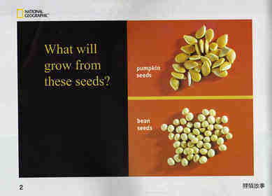 Seeds Grow into Plants绘本故事第3页