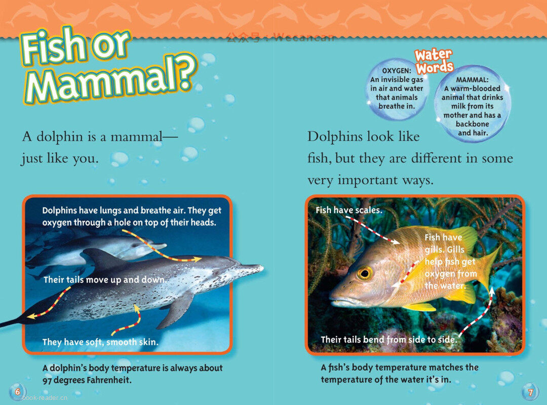 Dolphins绘本故事第4页