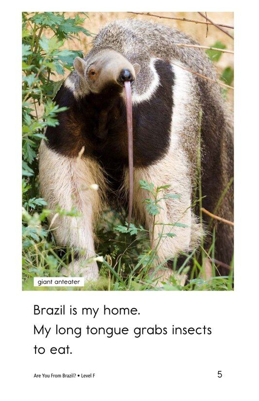 Are You From Brazil绘本故事第5页