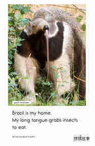 Are You From Brazil绘本故事第5页