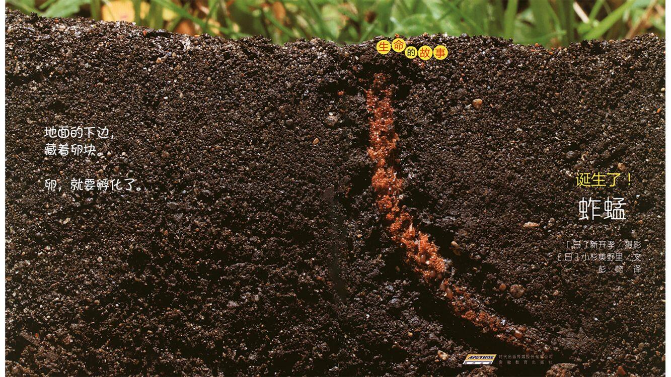 诞生了！蚱蜢绘本故事第4页