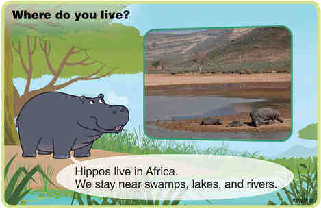 Hippopotamus绘本故事第4页