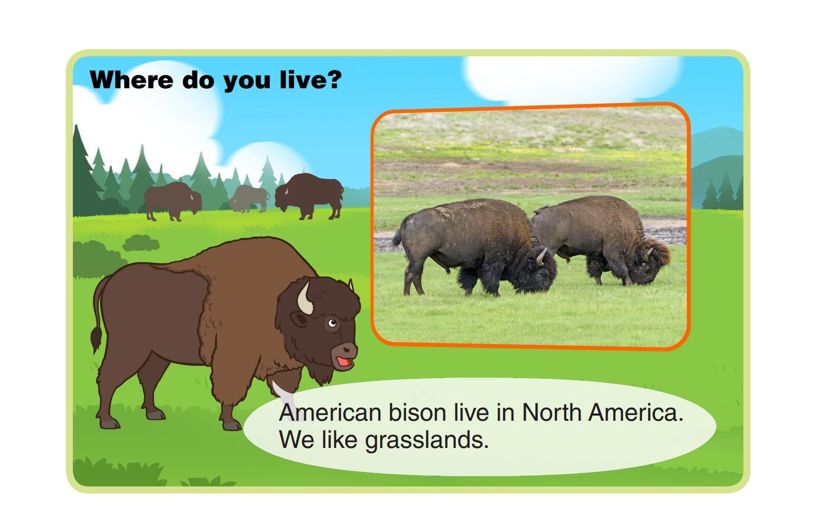 American Bison绘本故事第5页