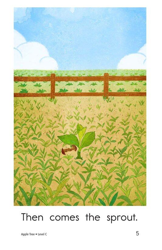 Apple Tree绘本故事第5页