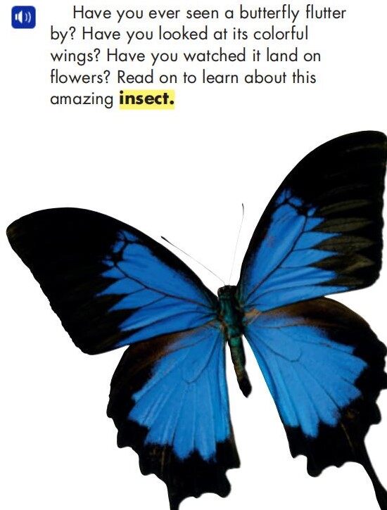 Butterflies绘本故事第3页