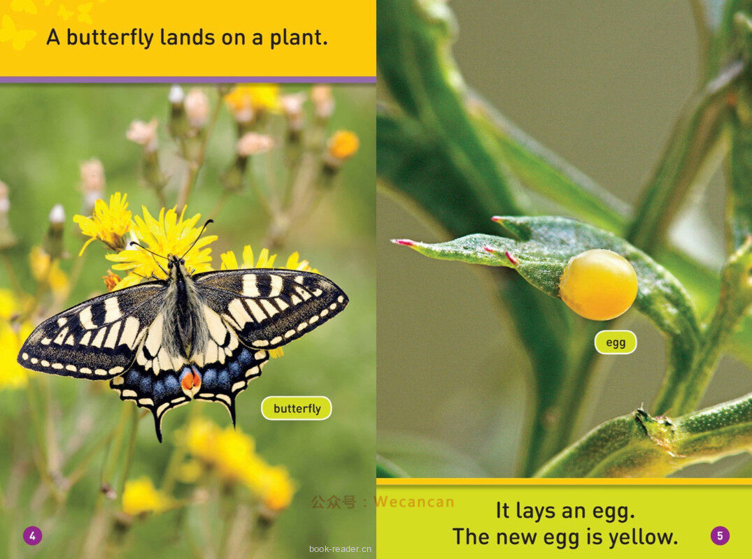 Flutter Butterfly绘本故事第4页