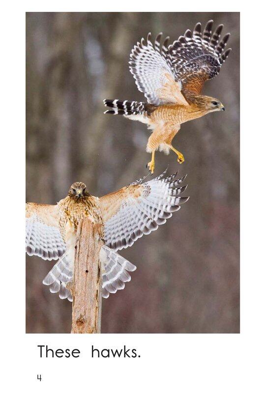 These Birds绘本故事第4页