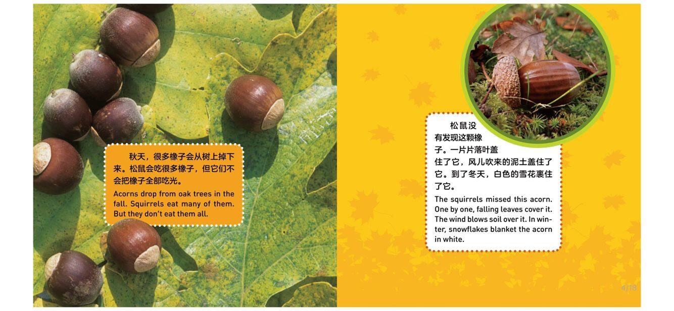 树的成长绘本故事第4页