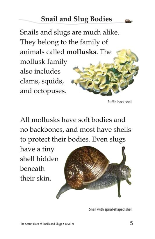 The Secret Lives of Snails and Slugs绘本故事第4页
