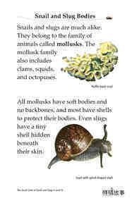 The Secret Lives of Snails and Slugs绘本故事第4页